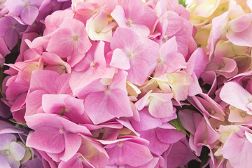 Hydrangea Flowers Closeup, Background