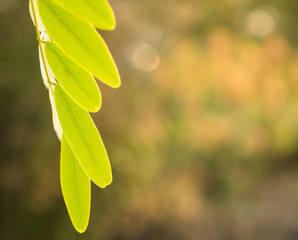 color of green leaf