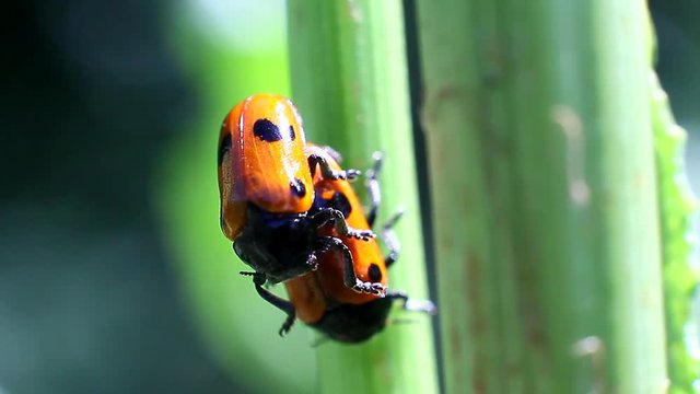 Ladybugs mating in the grass