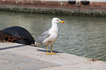 Möwe in Cesenatico, Sommer 2016