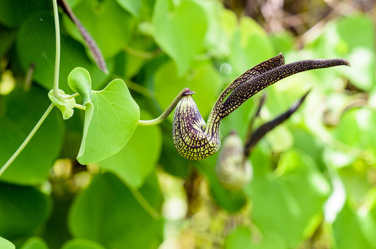 Exotic green flower striped black shaped like a chicken. It is an ornamental plant name is Aristolochia ringens Vahl or Dutchman's Pipe