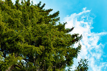 High fir tree on a background of blue sky