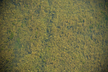 group of algae in rivers