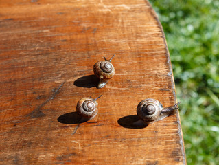Family of snails on a chair under the sun