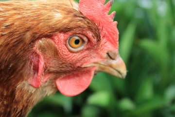 голова курицы