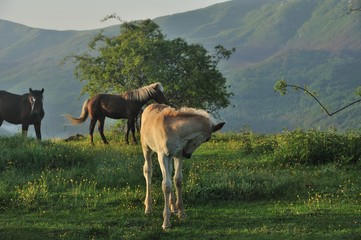 puledro bianco
