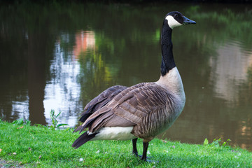 Gęś - gęś dzika © Senatorek