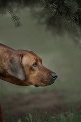 Beautiful dog rhodesian ridgeback hound outdoors