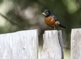 American Robin (Turdus migratorius) sitting on a tree branch