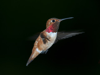 Fototapeta premium Rufous Hummingbird (Selasphorus rufus) in flight