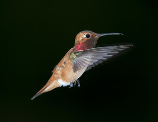 Rufous Hummingbird (Selasphorus rufus) in flight