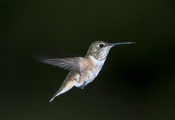 Rufous Hummingbird (Selasphorus rufus) in flight