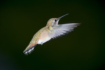 Rufous Hummingbird (Selasphorus rufus) in flight