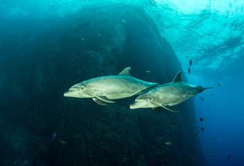 Fototapeta premium Bottlenose Dolphin