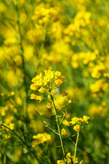 Field mustard