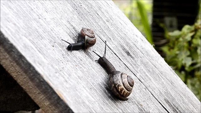 Snails