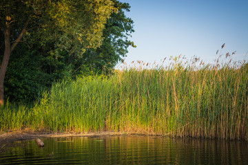 Green reeds, tree close to lake, landscape with the blue sky