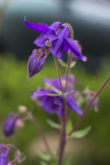 Aquilegia vulgaris