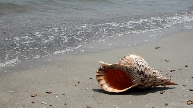 Shell Charonia Tritonis on the beach
