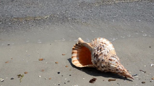 Shell Charonia Tritonis on the beach