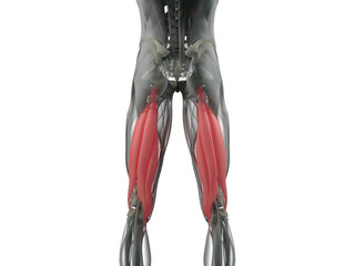 Hamstring muscle group, human anatomy muscle system. 3d illustration.