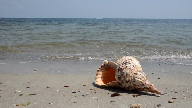 Shell Charonia Tritonis on the beach