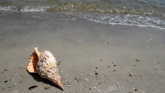 Shell Charonia Tritonis on the beach