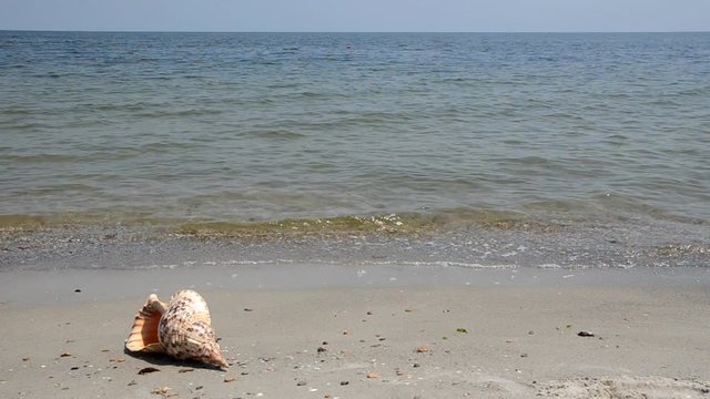 Shell Charonia Tritonis on the beach
