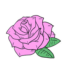 nice rose illustration