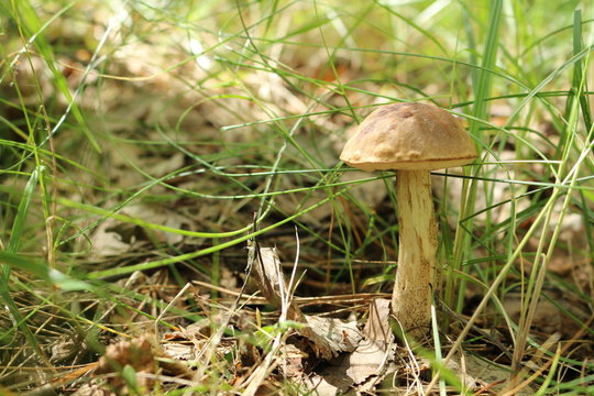 mushroom boletus