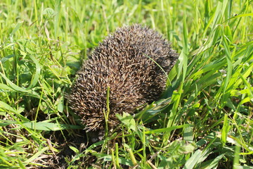 Hedgehog on green grass 