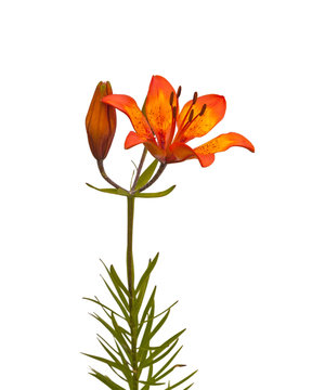 Orange lily species dahuricum on a white background