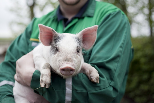Man holding little piglet