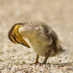 Stockenten-Mischlings-Küken / Mallard hybrid chicks