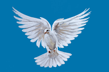 A free flying white dove - 113373419