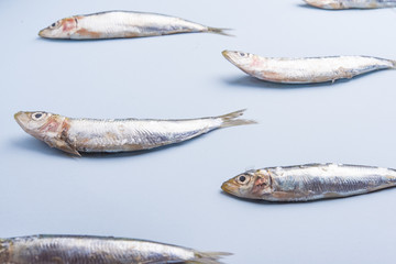 Sardine fishes in a row on a blue wet background