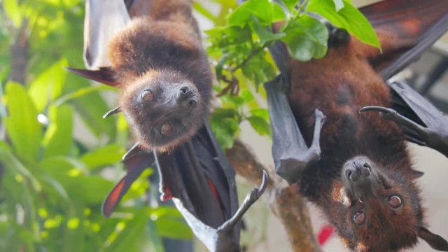 bat flying fox hanging from a branch looking around