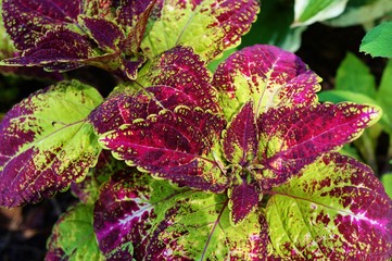 Red and green leaves of the coleus plant, Plectranthus scutellarioides