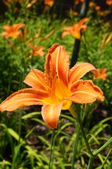 Fototapeta premium Orange daylily flower (hemerocallis)
