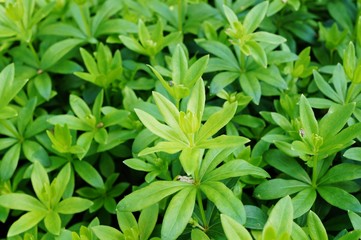 Green foliage of sweet woodruff (galium odoratum)