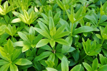 Fototapeta na wymiar Green foliage of sweet woodruff (galium odoratum)
