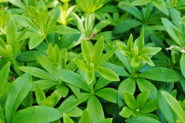Fototapeta na wymiar Green foliage of sweet woodruff (galium odoratum)