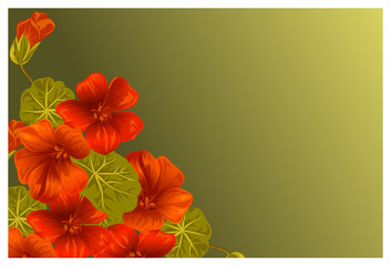 Background with nasturtium for design cards and invitations. Garden orange flower.
