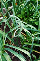 Green garlic scape growing in the vegetable garden