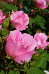 Baby pink rose flowers and buds