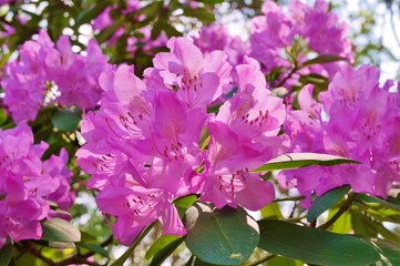 Pink rhododendron flower growing on the bush