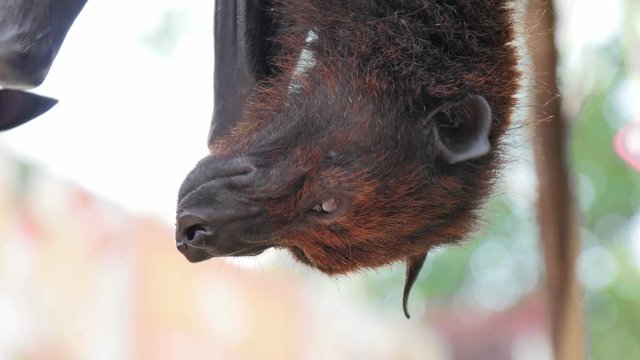 bat flying fox hanging from a branch looking around close up