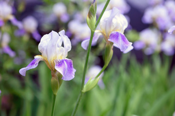 Purple iris flowers close up