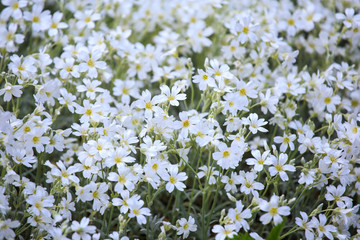 White flowers of Cerastium tomentosum 