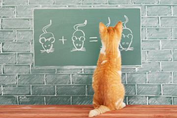 Animal school